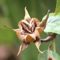 Hibiscus tiliaceus L.